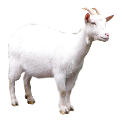 Fresh Goat Meat