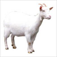 Fresh Goat Meat