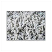 Cotton Seeds