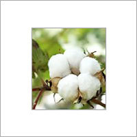 Indian Raw Cotton