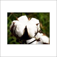 Organic Raw Cotton