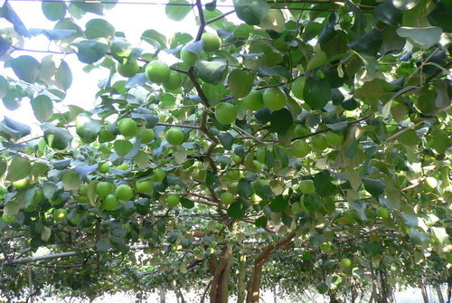 Apple ber