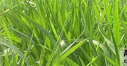 chlorpyrifos
