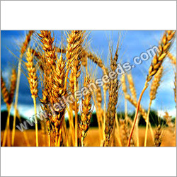 Wheat Seeds