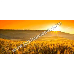 Whole Wheat Seeds
