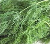 Dill