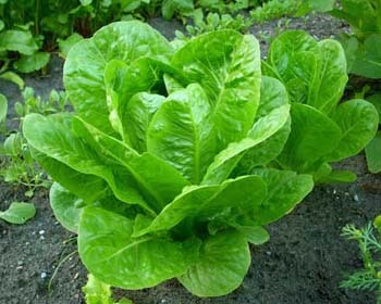 lettuce