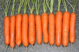 carrot