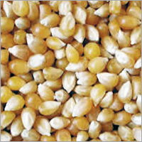 Yellow Corn Seeds
