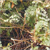 Indu