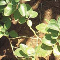 Amukkara