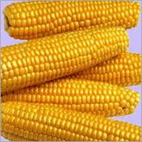 Yellow Maize