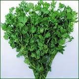 coriander leaves