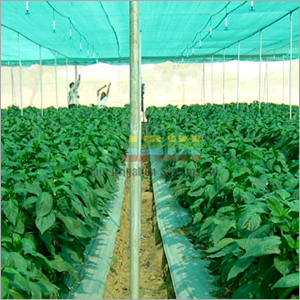 Green House - Steel Frame, UV Stabilized Polycarbonate, Customizable Size | Climate Control, Nut-Bolt Assembly, Wind Resistant 140 Kmph