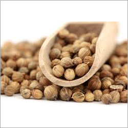 Fresh Coriander Seed
