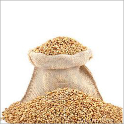 Dried Coriander Seeds