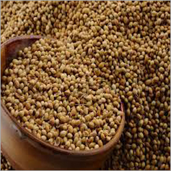 Whole Coriander Seeds
