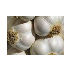 Fresh Garlic