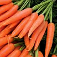 Fresh Carrot