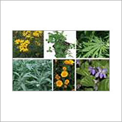 Botanical Herbs