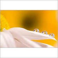 Organic Floral Water