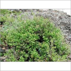 Medicinal Plants