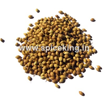 Coriander