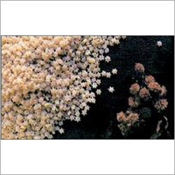 Pasta La Catalana Stars