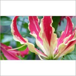 Glory Lilly Herbs