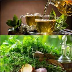 Green Tea Extracts