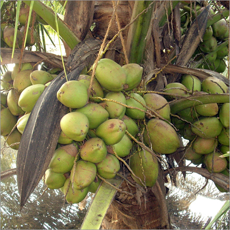 Quality Hyrbid Coconut Seedlings