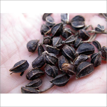 Angelica Seed Oil