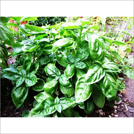 Basil Vietnam Oil