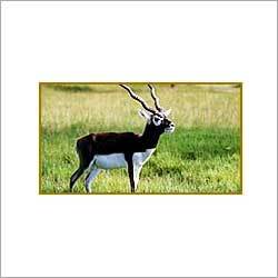 12 Days Cultural & Wildlife Tour