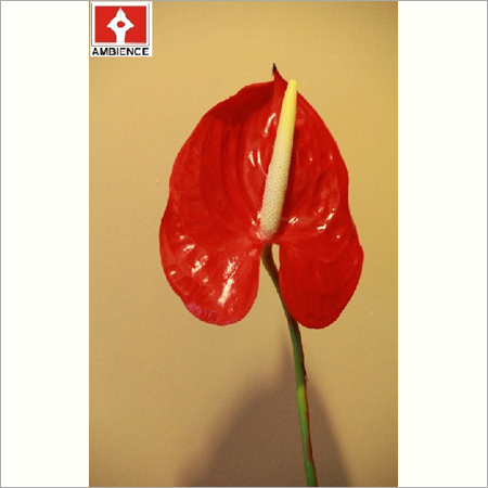 Artifical Anthurium Flower