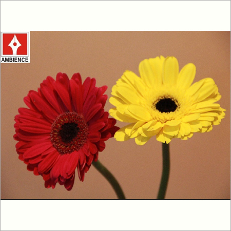 Gerbera Flower
