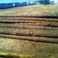 German Pine Logs Density: 16-20 Kg/m