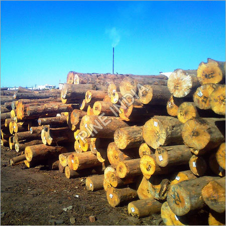 Economical New Zealand Pine Logs