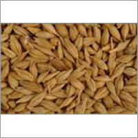 Feed Barley