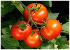 Heritage Tomatoes Seed