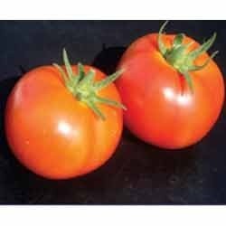 High Yield Tomato Seeds
