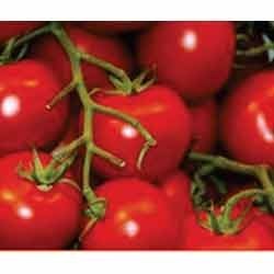 Tomato Vegetable Seeds