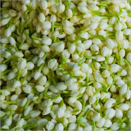 Jasmine Flower