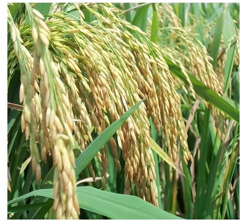 Hybrid Rice Seed