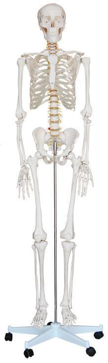 Human Skeleton Model