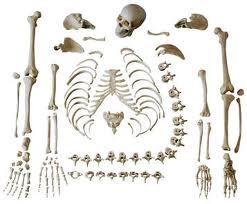 Disarticulated Skeleton