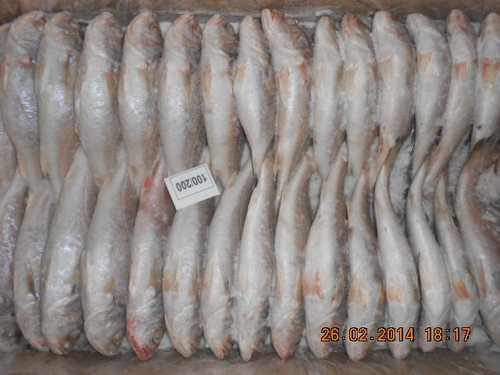 Silver Croaker
