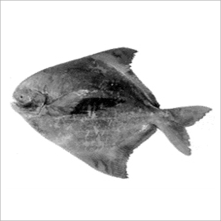 Chinese Pomfret