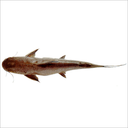Cat Fish