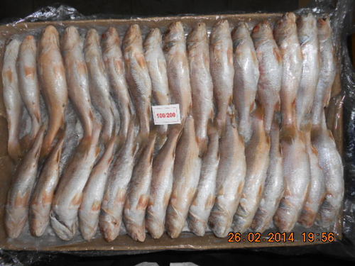 Yellow Croaker